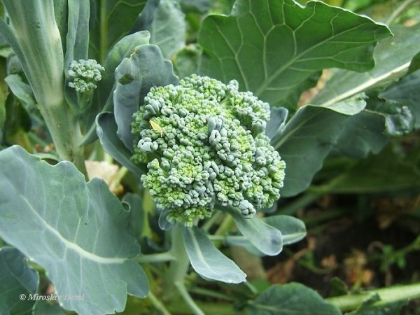 Горчичная капуста. Brassica oleracea var. Brassica oleracea Wild. Marsianka Brassica. Brassica oleracea Дикая.